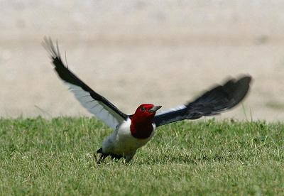 Red-headed Woodpecker taking flight