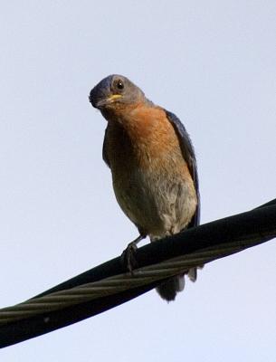 Juvenile male Bluebird