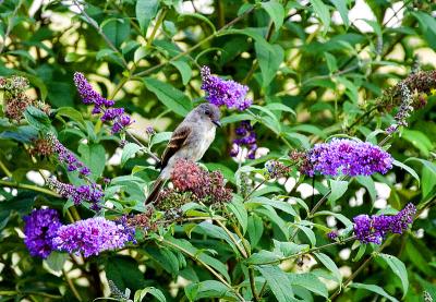 Bird in the Butterfly Bush