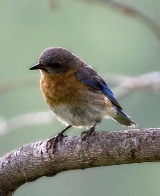 Male Juvenile Bluebird