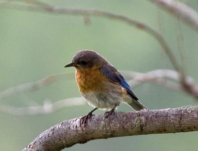 Male Juvenile Bluebird