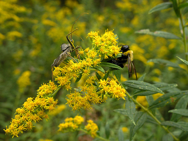 wAssassin Bug  Bumble Bee.jpg