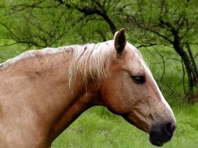 wHorse in Rain.jpg