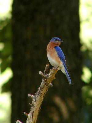 wBlue Bird2 Male.jpg