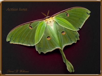 wLuna Moth1a.jpg