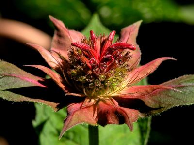 wBee Balm Test Shot.jpg