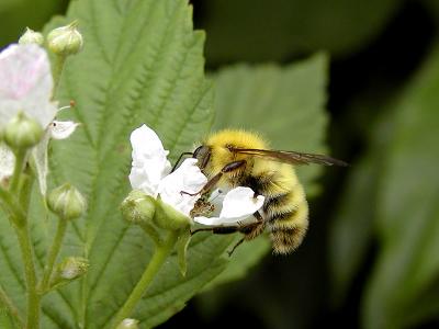 wYellow Bumble Bee1.jpg