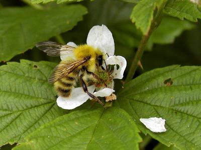 wYellow Bumble Bee2.jpg
