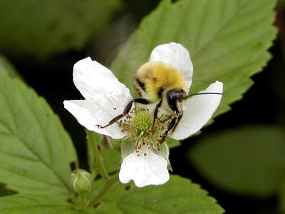 wYellow Bumble Bee4.jpg