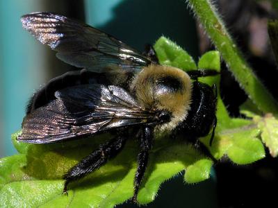 wBumble Bee on Planter1.jpg