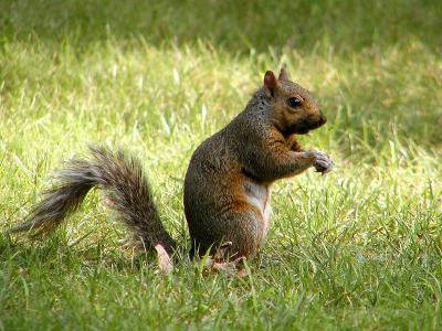 wSquirrel in Grass.jpg