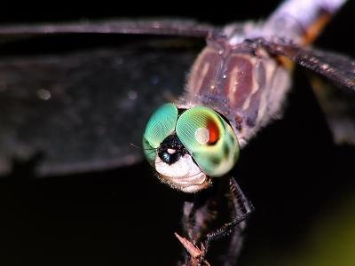 wDragonfly Eyes1.jpg