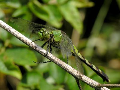 wEastern Pondhawk1 Fem.jpg