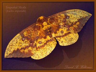 wImperial Moth3 FCB.jpg