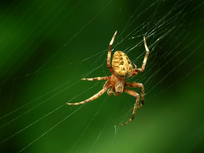 wSpider Monacacy.jpg