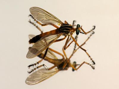 Robberfly.jpg