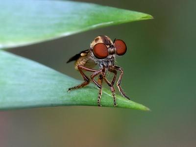 wRobberfly Between Leaves.jpg