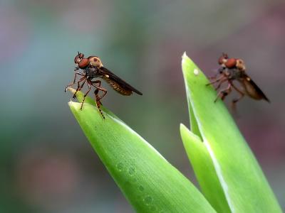 wTwo Robber Flies.jpg