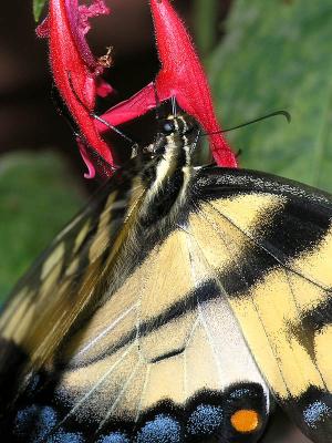 wEastern Tiger Swallowtail5.jpg