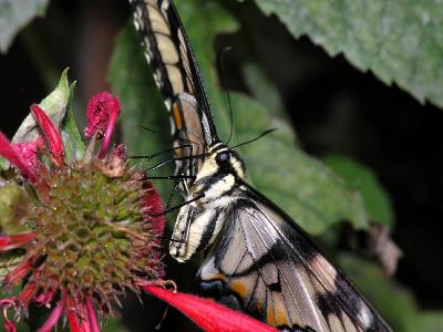 wEastern Tiger Swallowtail8.jpg