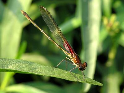 wDamselfly2 HF.jpg