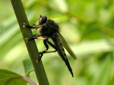 wRobberfly1 MB.jpg