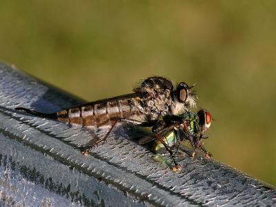 wRobberfly and Prey3.jpg