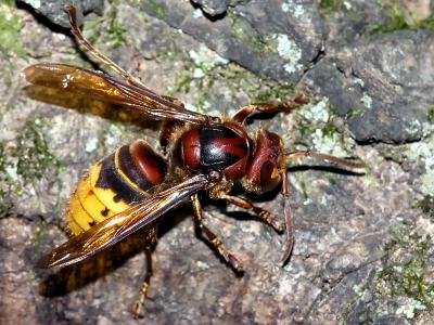 wGiant Hornet2.jpg