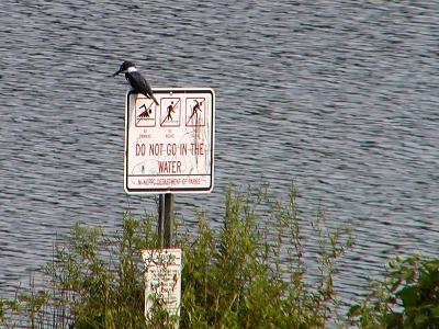 wKingfisher on Sign.jpg