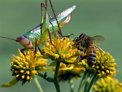 wBush Cricket and Honey Bee1.jpg