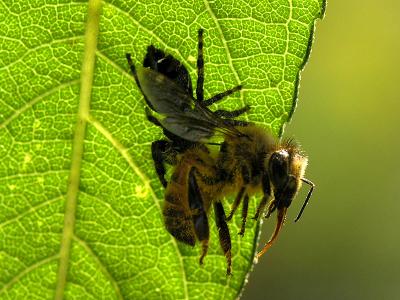 wSpider and Honeybee1.jpg