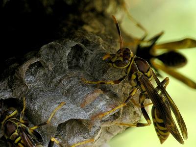 wWasp Nest2.jpg
