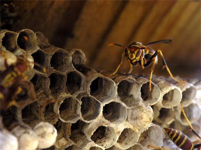 wWasp Nest1.jpg