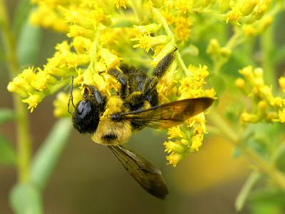 wBumble Bee on Yellow Flower.jpg