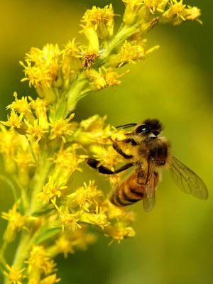 wHoneybee on Yellow Flower1.jpg