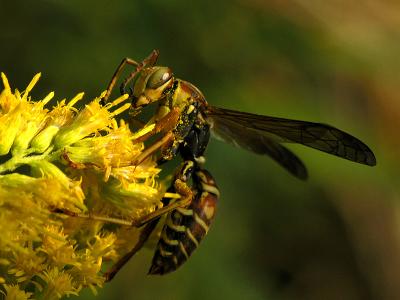 wWasp Feeding1.jpg