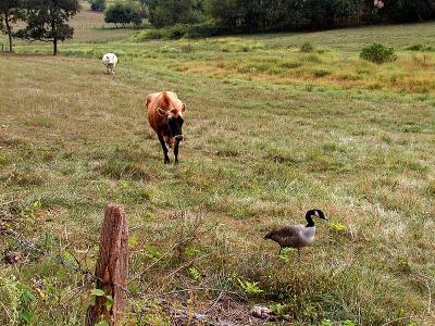 wGoose and Cows1.jpg