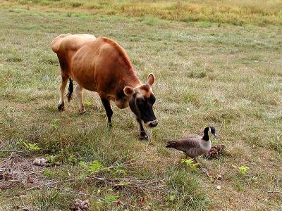 wGoose and Cows2.jpg