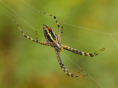 Trapeze Artist