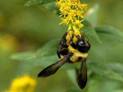 wBumble Bee on Goldenrod2.jpg