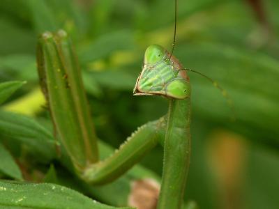 wPraying Mantis Smiles.jpg