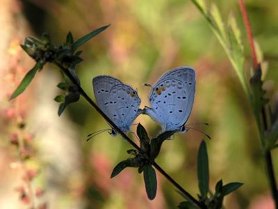 wEastern Tailed Blue Butterfly1.jpg