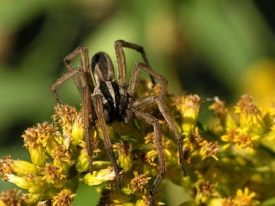 wGrass Spider.jpg