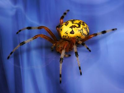 wMarbled Orbweaver.jpg
