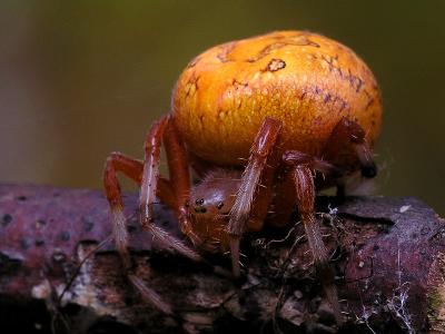 wMarbled Orbweaver on Limb1.jpg