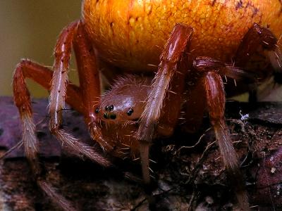 wMarbled Orbweaver on Limb2.jpg