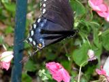 wButterfly Flying1a.jpg