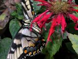 wEastern Tiger Swallowtail4.jpg