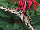 wEastern Tiger Swallowtail7.jpg