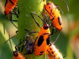 wMilkweed Bug Nymph1.jpg